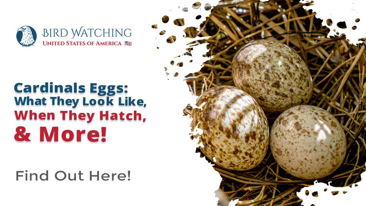 Cardinal Eggs: What They Look Like, When They Hatch, & More!