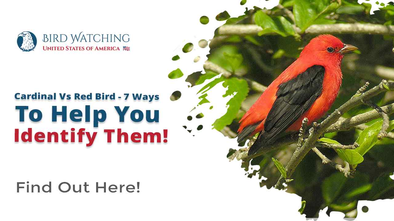 Cardinal Vs Red Bird 7 Ways to Help You Identify Them!