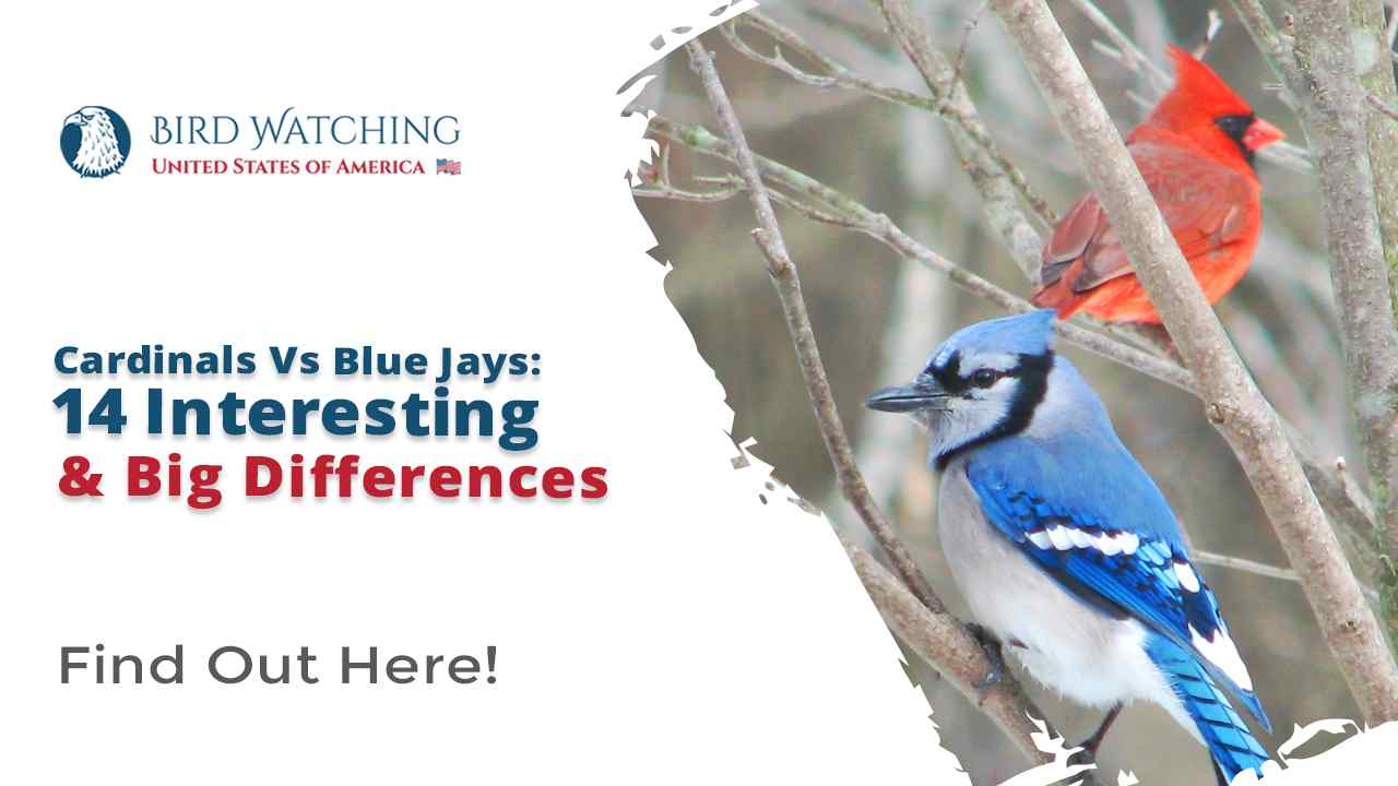 Cardinals Vs Blue Jays 14 Interesting & Big Differences