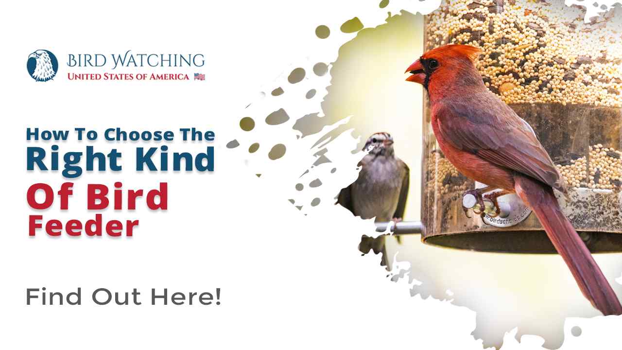 How to Choose the Right Kind of Bird Feeder Types, Location, Size, etc.