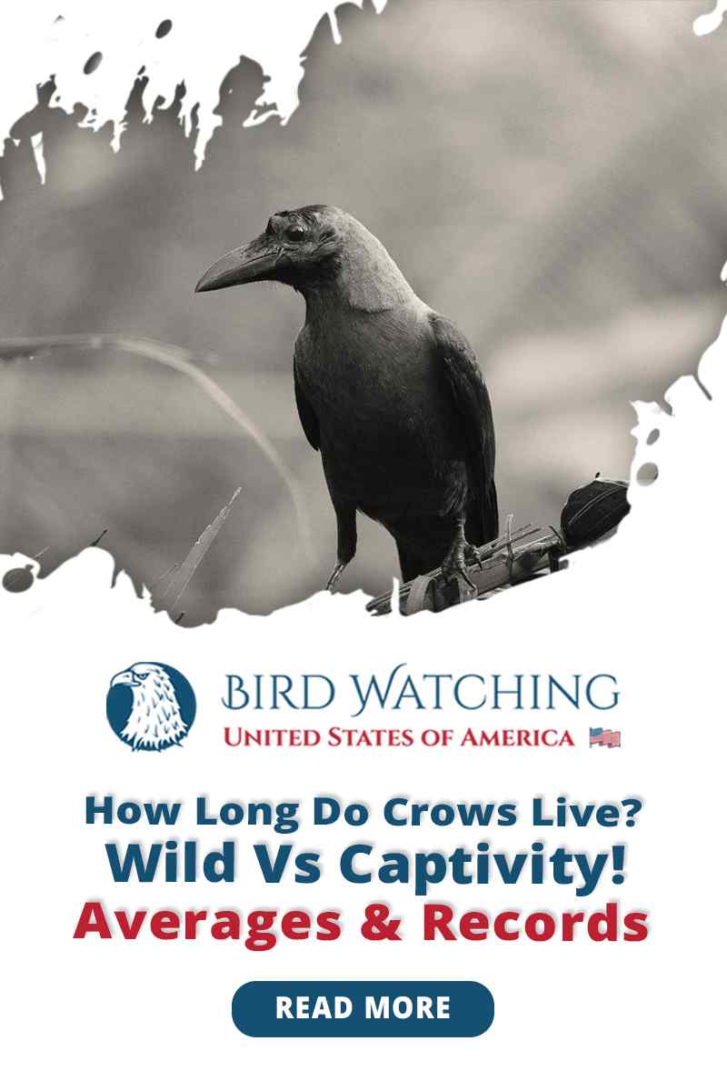 How Long Do Crows Live? Wild Vs. Captivity! Averages And Records How Long Do Crows Live? Wild Vs. Captivity! Averages And Records