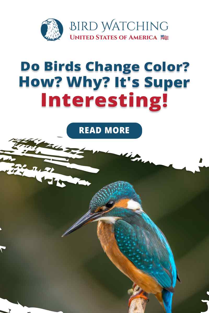 Do Birds Change Color? How? Why? It’s Super Interesting!