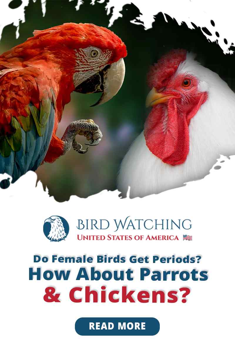 Do Female Birds Get Periods? How about Parrots and Chickens?