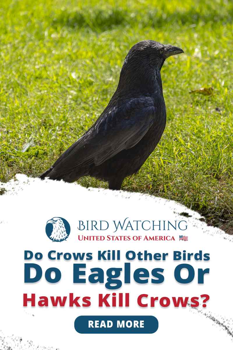 Do Crows Kill Other Birds? Do Eagles Or Hawks Kill Crows?
