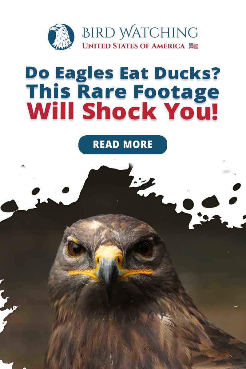 Do Eagles Eat Ducks? This Rare Footage Will Shock You!