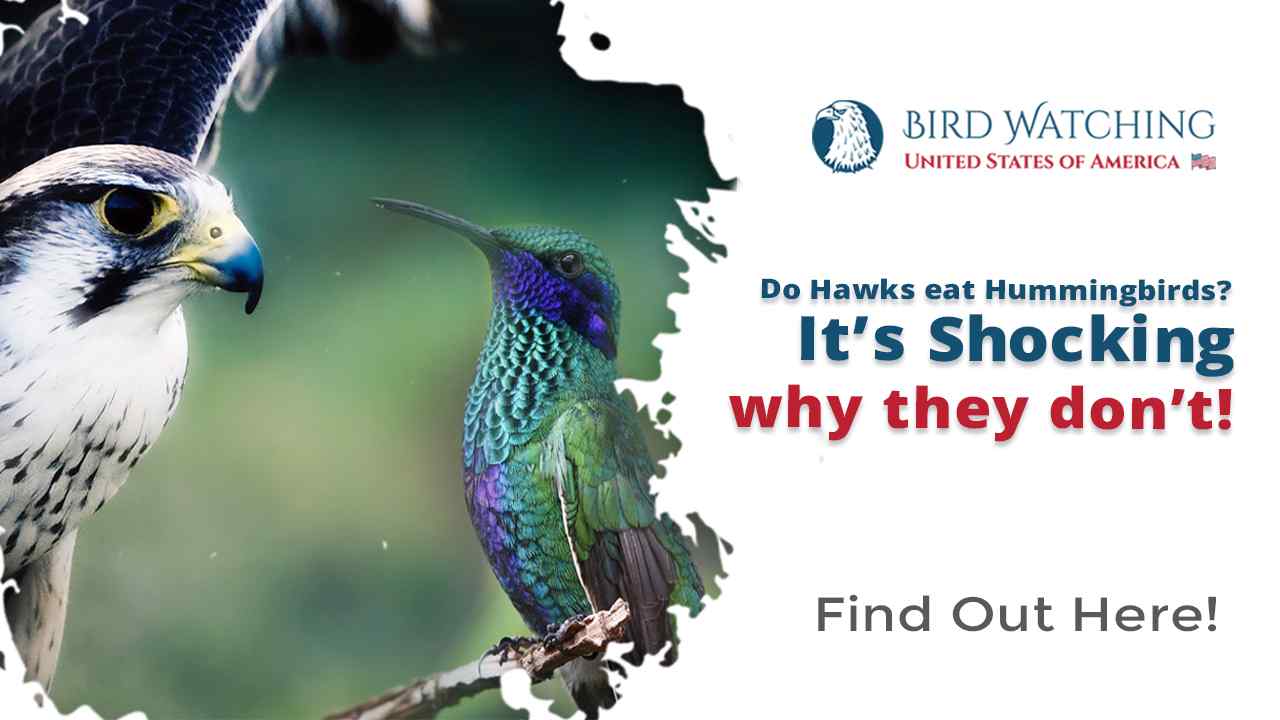 Do Hawks Eat Hummingbirds? It's Shocking Why They Don't!