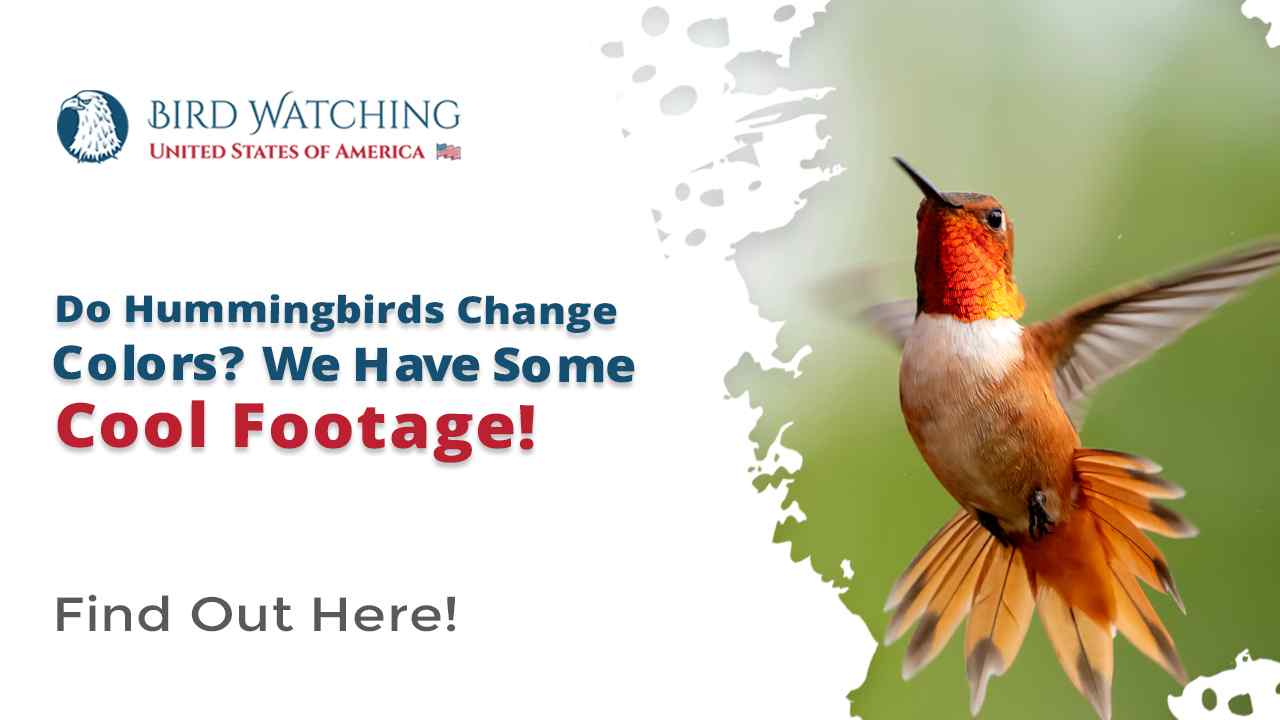 Do Hummingbirds Change Colors? We Have Some Cool Footage