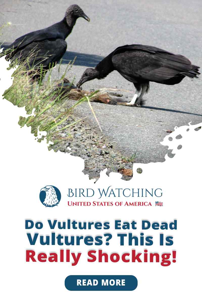 Do Vultures Eat Dead Vultures? This is Really Shocking!