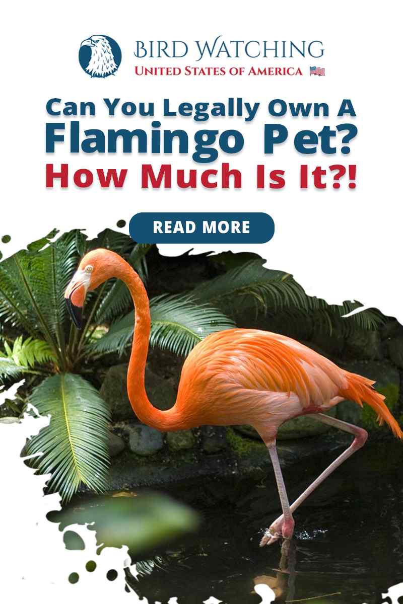 Can You Legally Own a Flamingo? How Much Does It Cost?