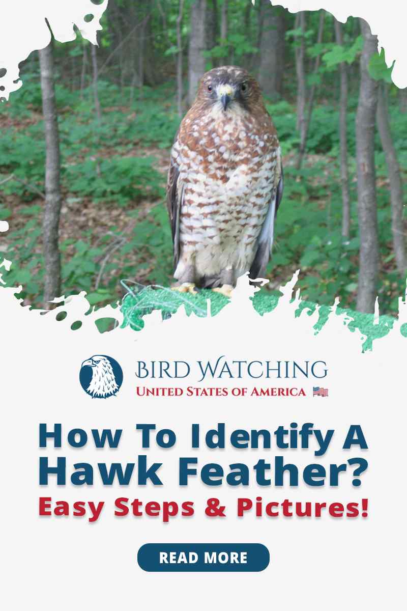 How To Identify A Hawk Feather? Easy Steps And Pictures!