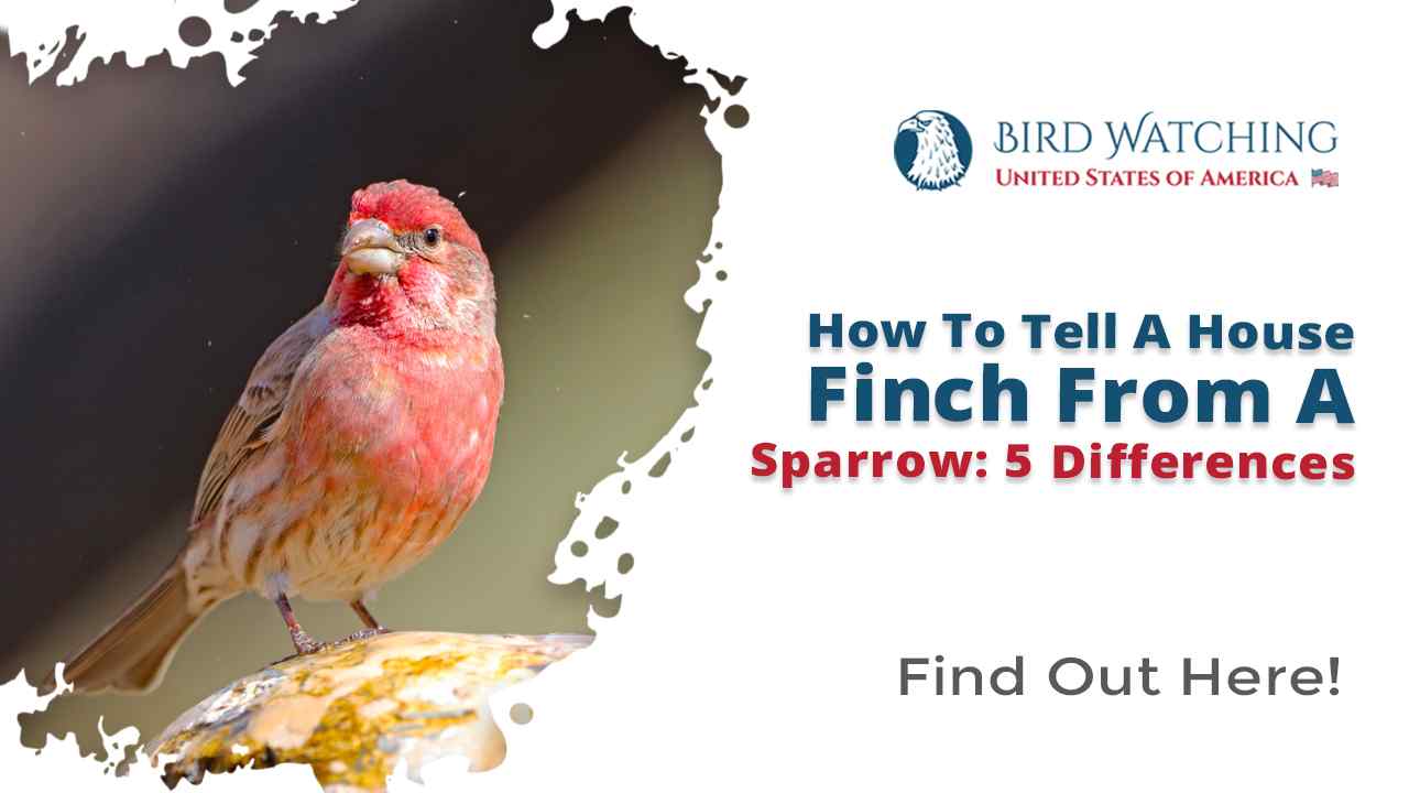 How To Tell a House Finch from A Sparrow - 5 Differences!