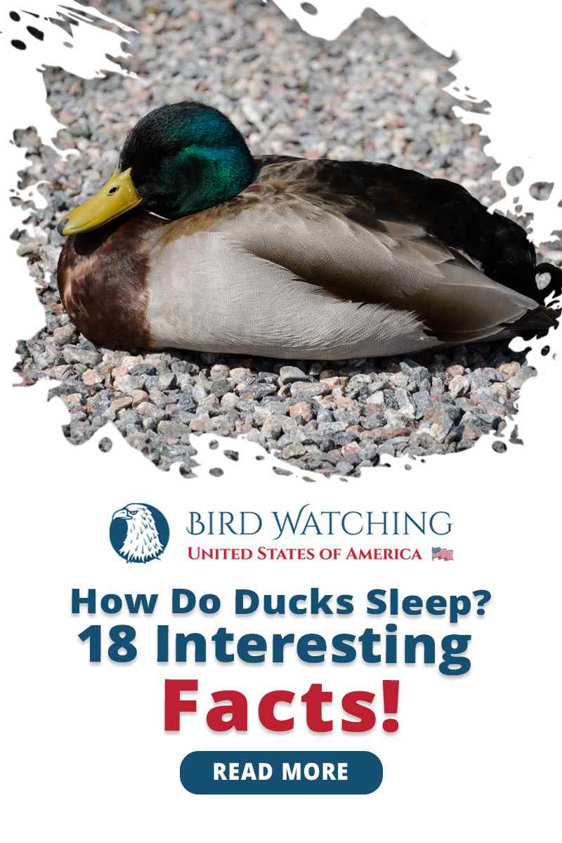 How Do Ducks Sleep? 12 Interesting Facts!
