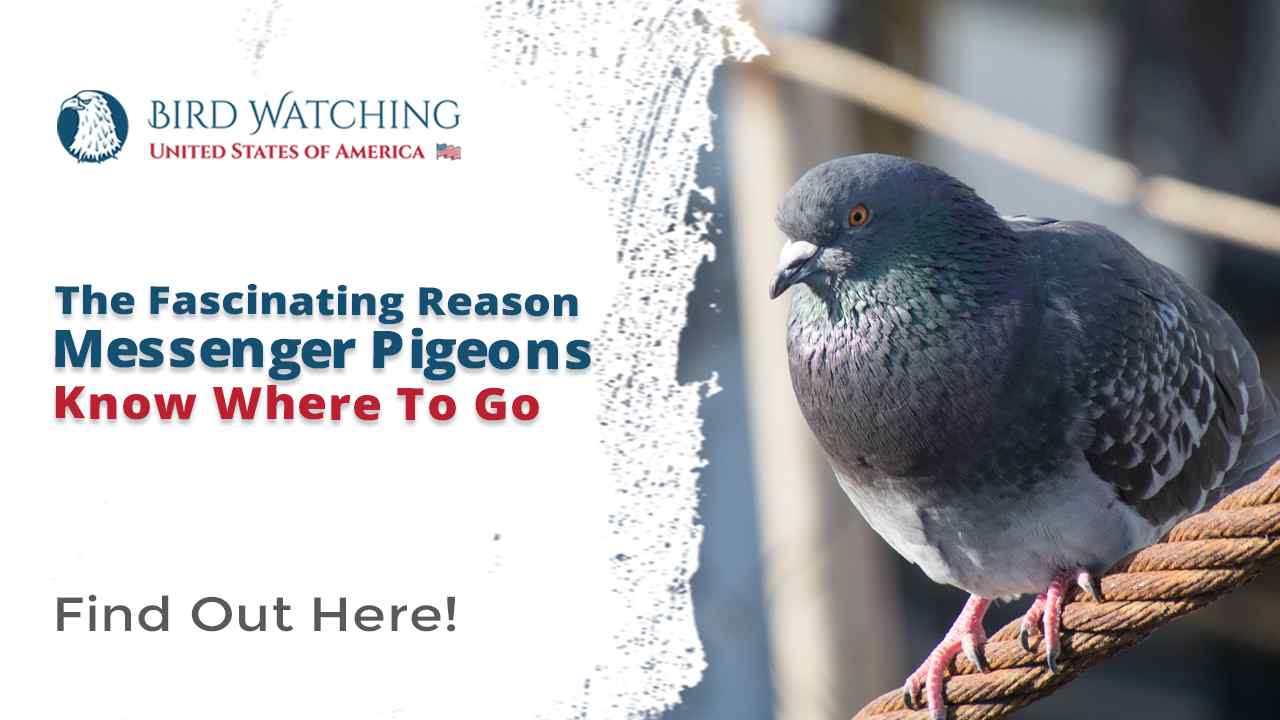 The Fascinating Reason Messenger Pigeons Know Where to Go