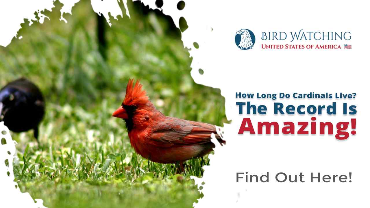 How Long do Cardinals Live? The Record is Amazing!