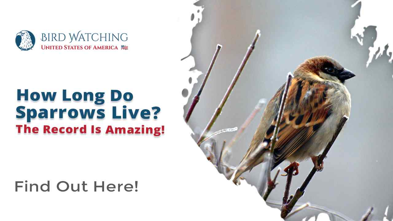 How Long Do Sparrows Live? The Record Is Amazing!