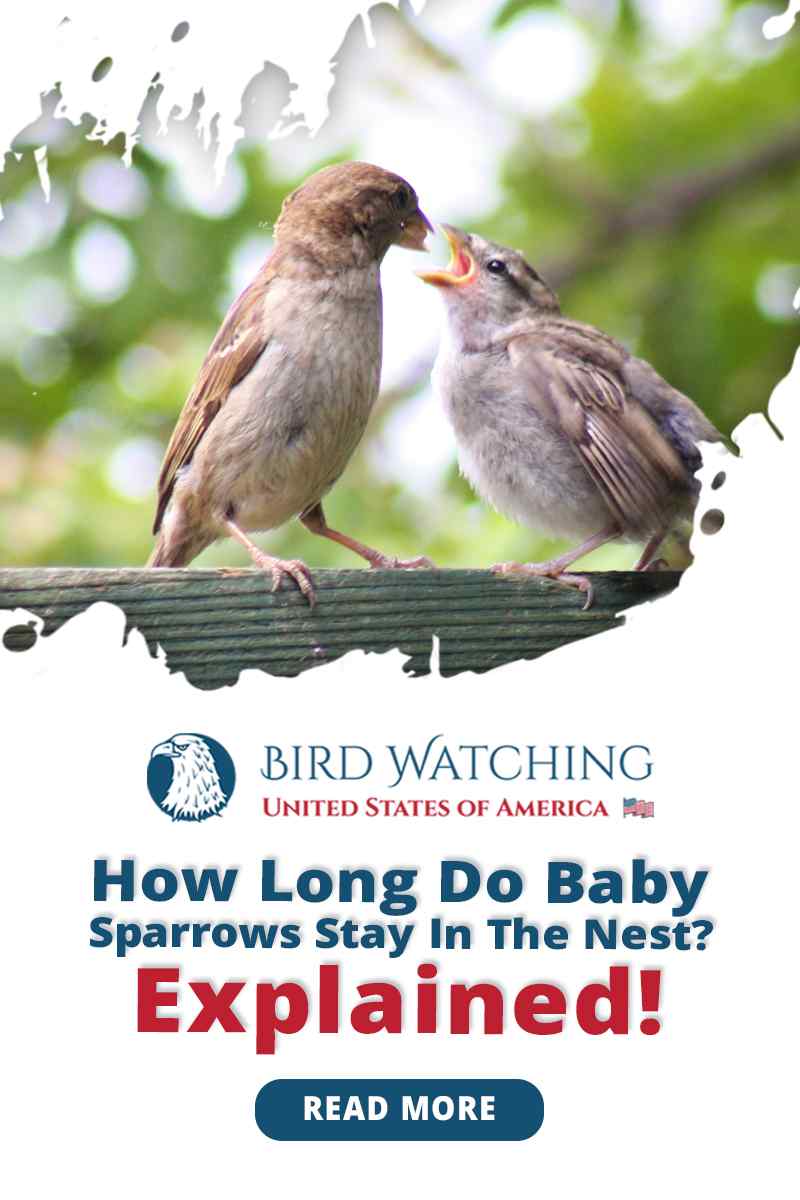 How Long Do Sparrows Stay in The Nest? Explained!