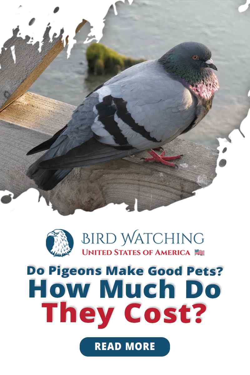 Do Pigeons Make Good Pets? How Much Do They Cost?