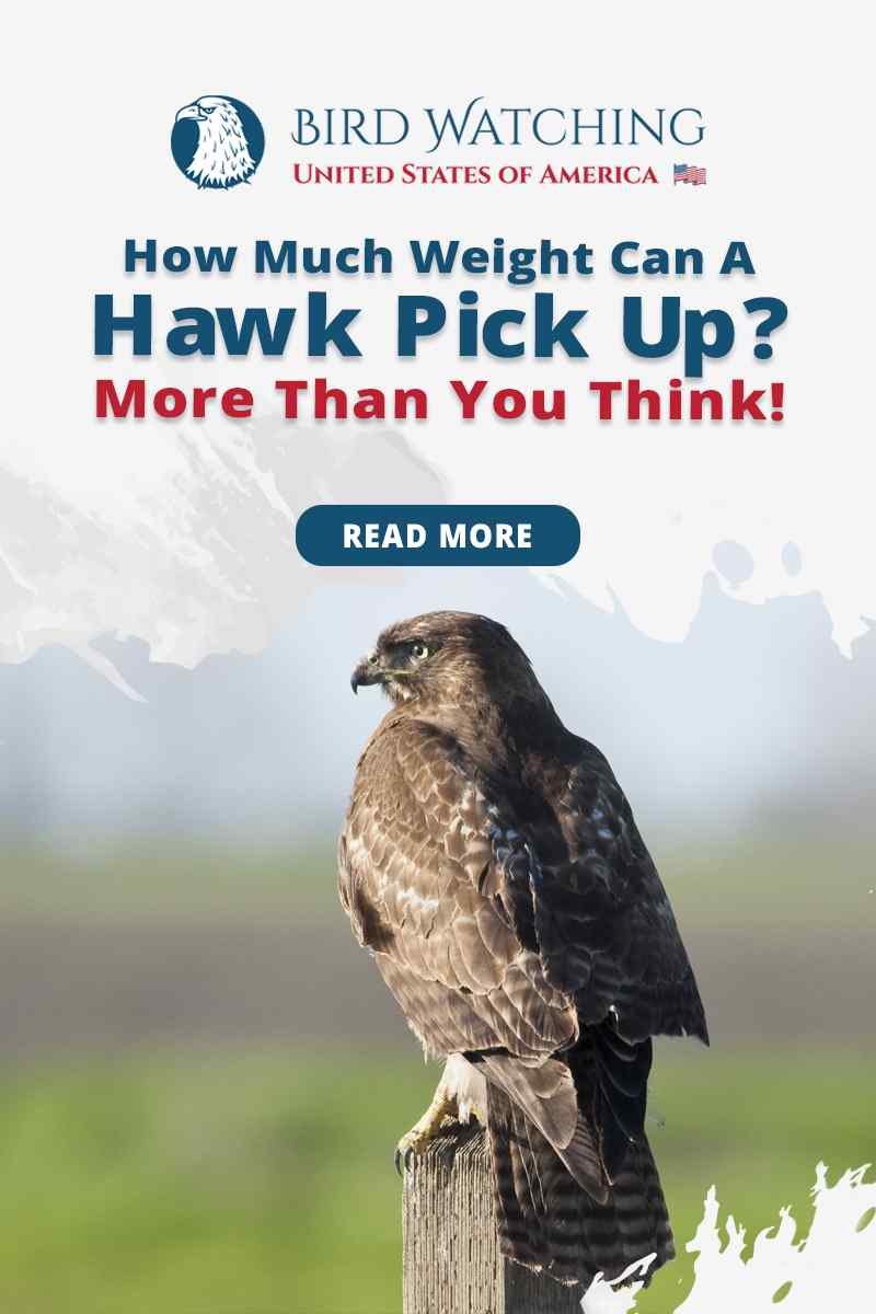 How Much Weight Can a Hawk Carry?
