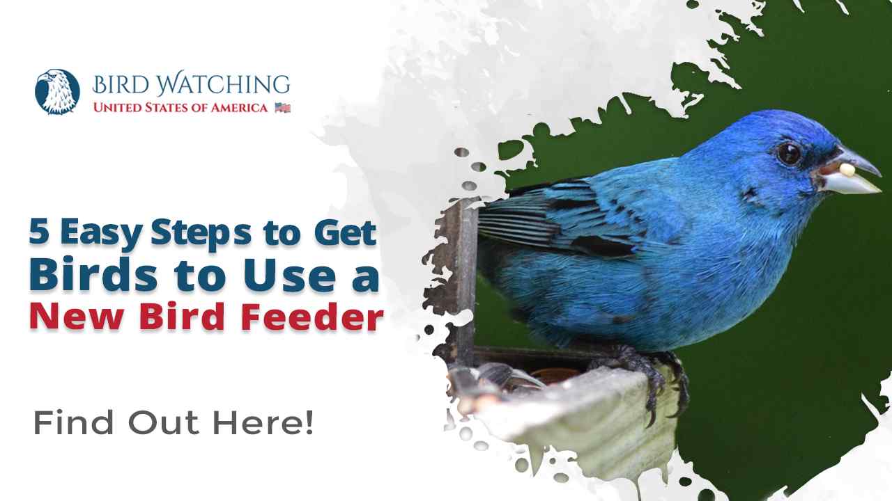 5 Easy Steps to Get Birds to Use a New Bird Feeder And Useful Tips too!