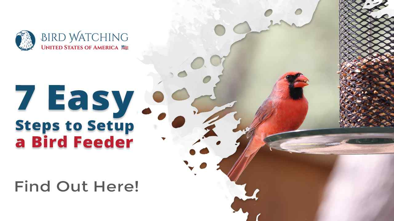 7 Simple Steps to Help You Setup a Bird Feeder Including Pictures and Pro tips!