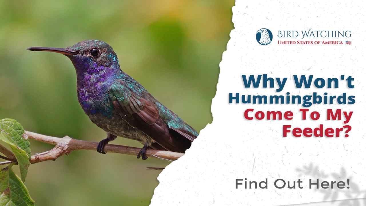 Why Won't Hummingbirds Come to My Feeder? Read All Important