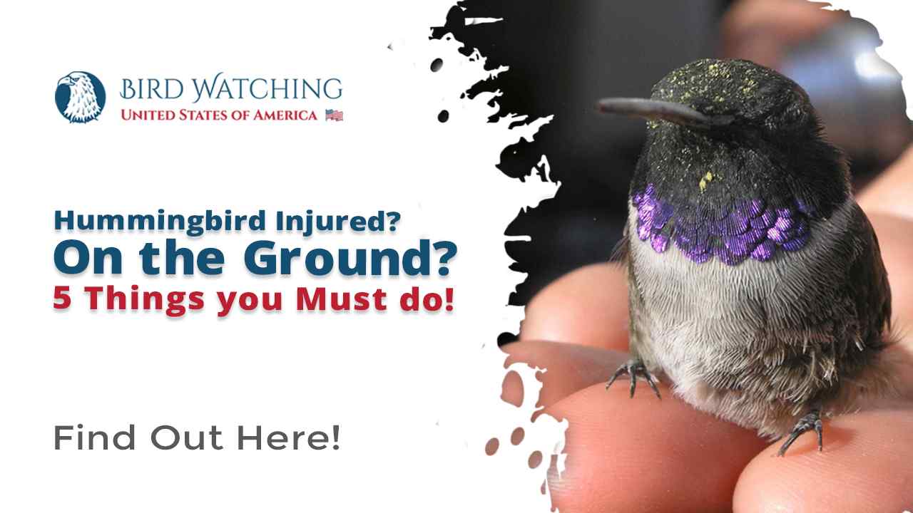 Hummingbird Injured? On The Ground? 5 Things You Must Do!