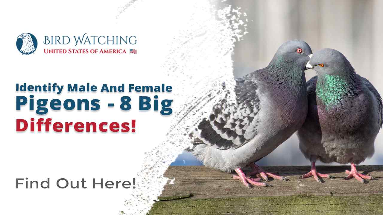 Identify Male and Female Pigeons 8 Big Differences!