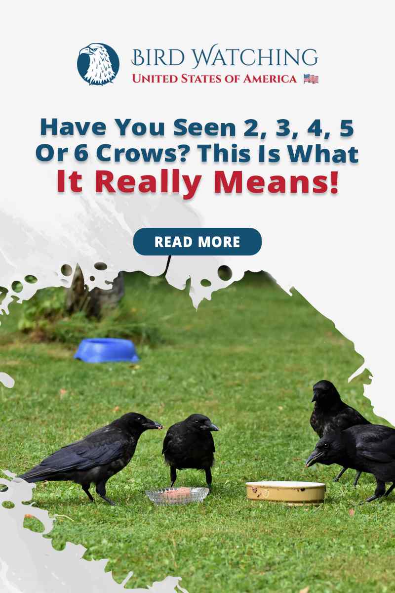 Have You Seen 2, 3, 4, 5, or 6 Crows? This Is What It Really Means!