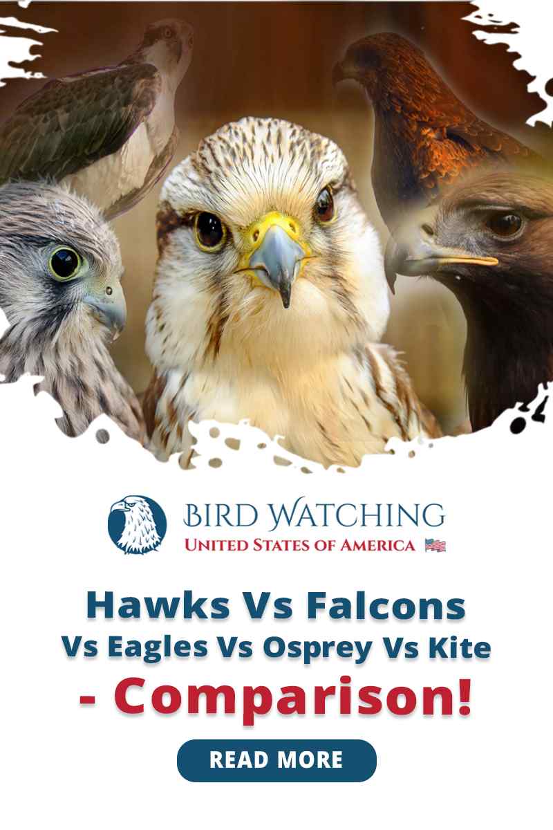 Hawks Vs. Falcons Vs. Eagles Vs. Osprey Vs. Kite Comparison!