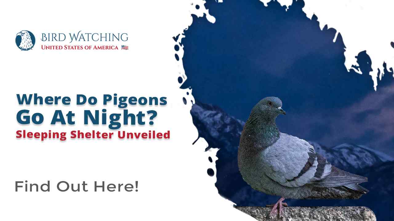 Where Do Pigeons Go at Night? Sleeping Shelter Unveiled!