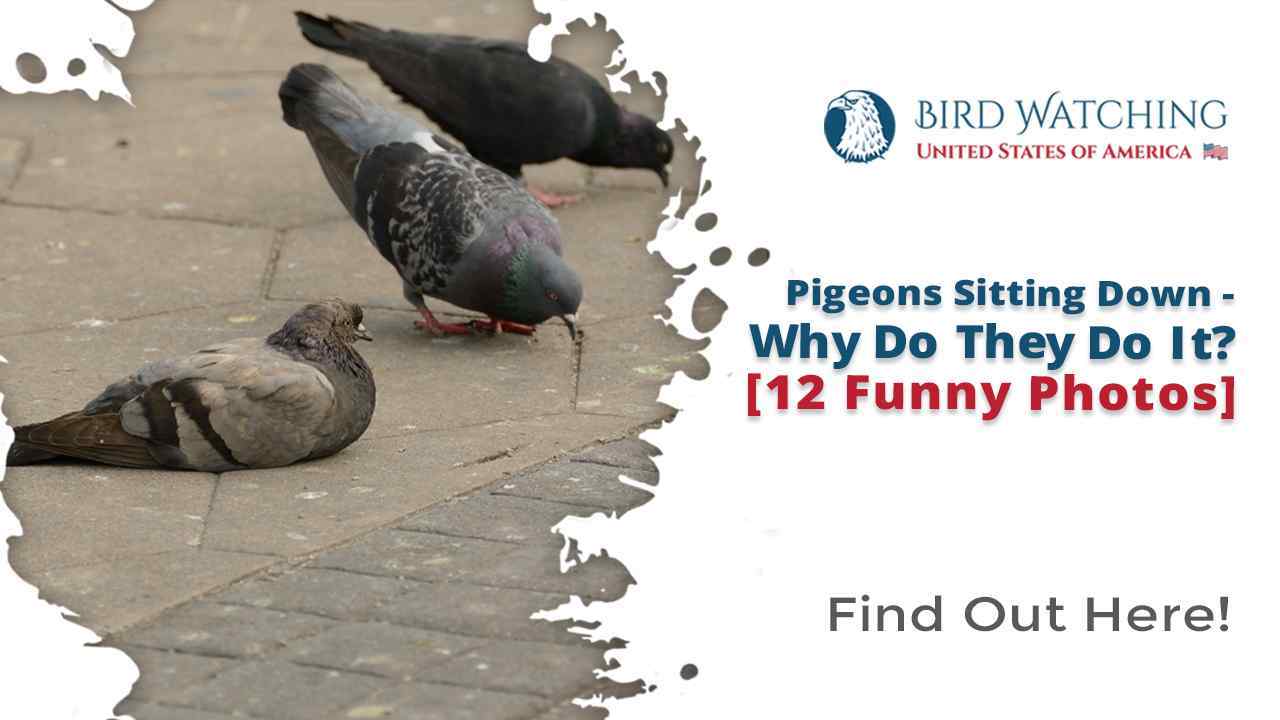 Pigeons Sitting Down Why Do They Do It? [12 Funny Photos]