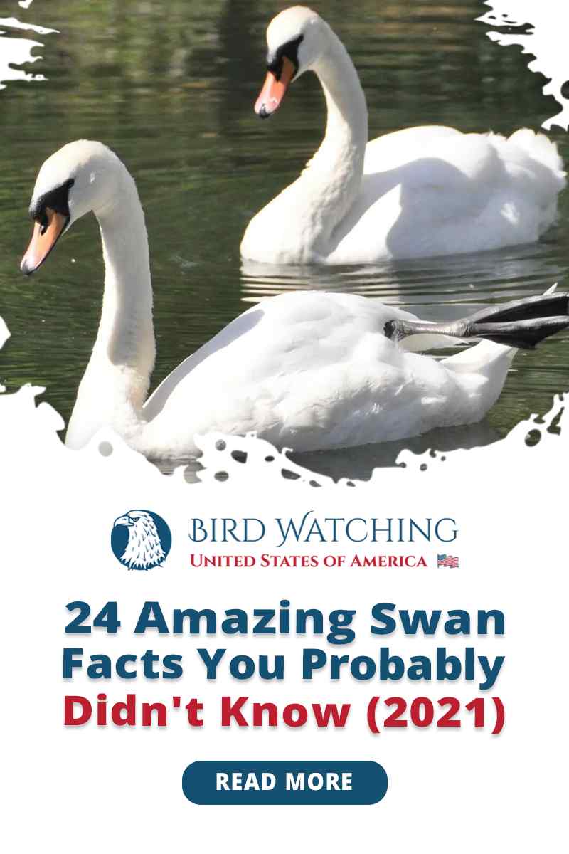 24 Amazing Swan Facts You Probably Didn't Know (2021)