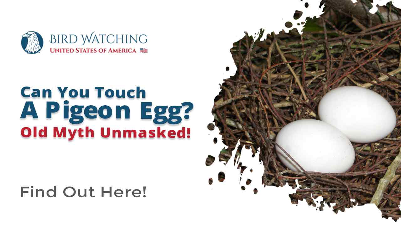 Can You Touch Pigeon Eggs? Old Myth Unmasked!