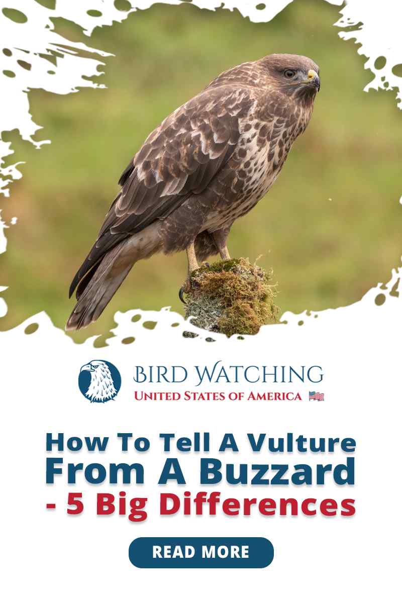How To Tell a Vulture from A Buzzard? 8 Big Differences!