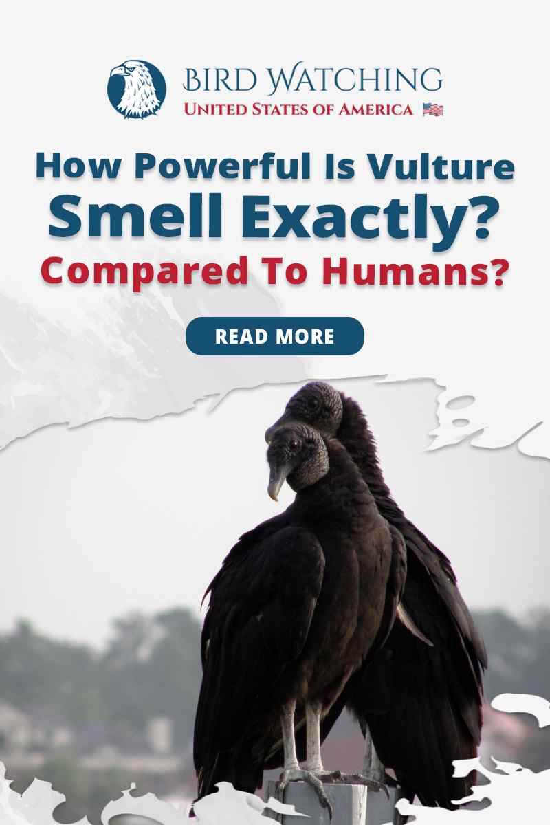 How Powerful Is Vulture Smell Exactly? Compared To Humans?