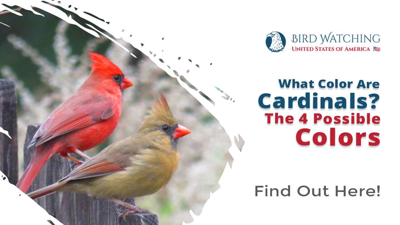 What Color Are Cardinals? The 4 Possible Colors