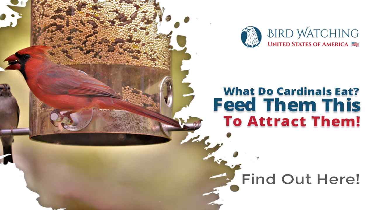 What do Cardinals Eat? Feed Them This to Attract Them!