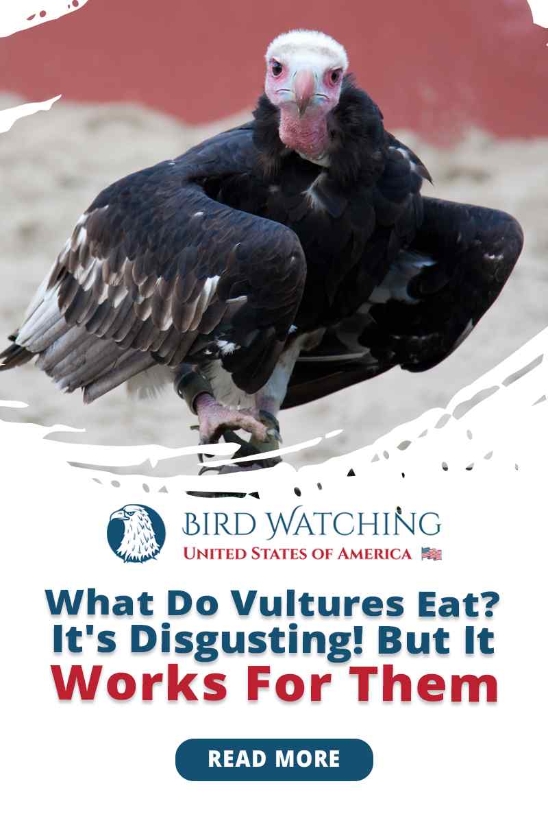 What Do Vultures Eat? It's Disgusting! But It Works for Them