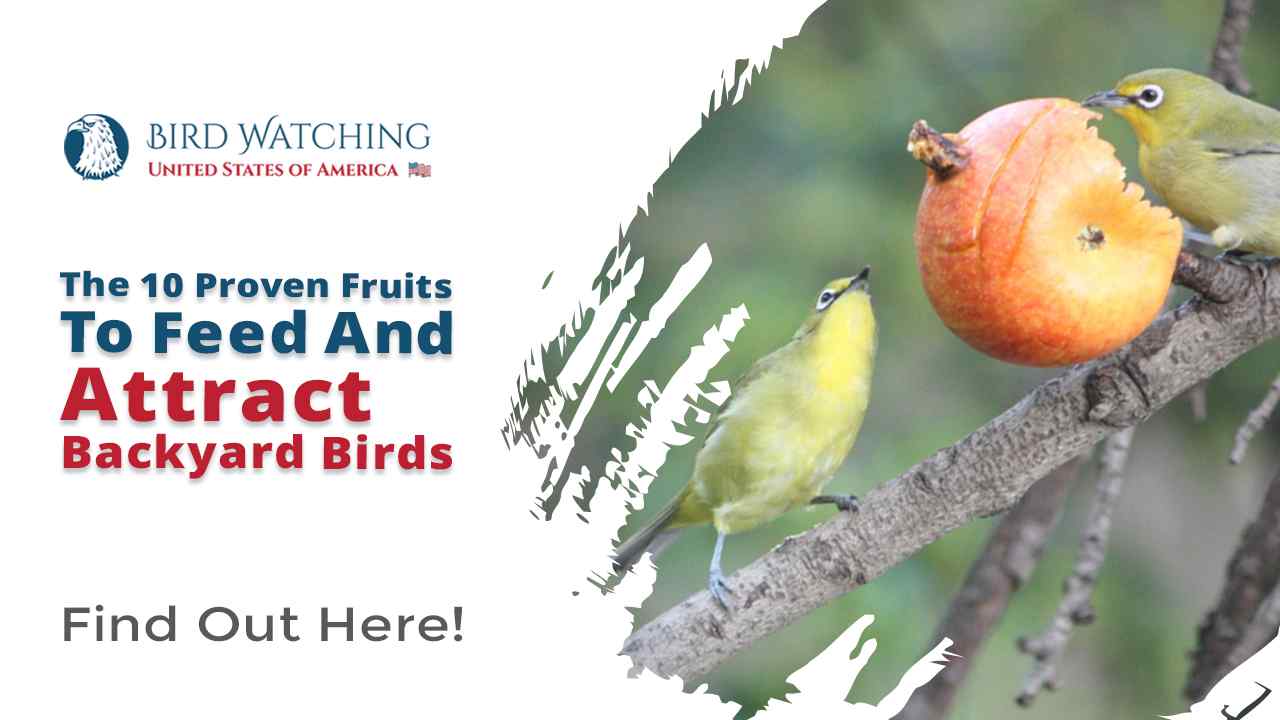 The 10 Proven Fruits to Feed and Attract Backyard Birds