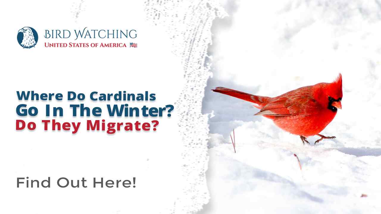 Where do cardinals go in the winter do they migrate 