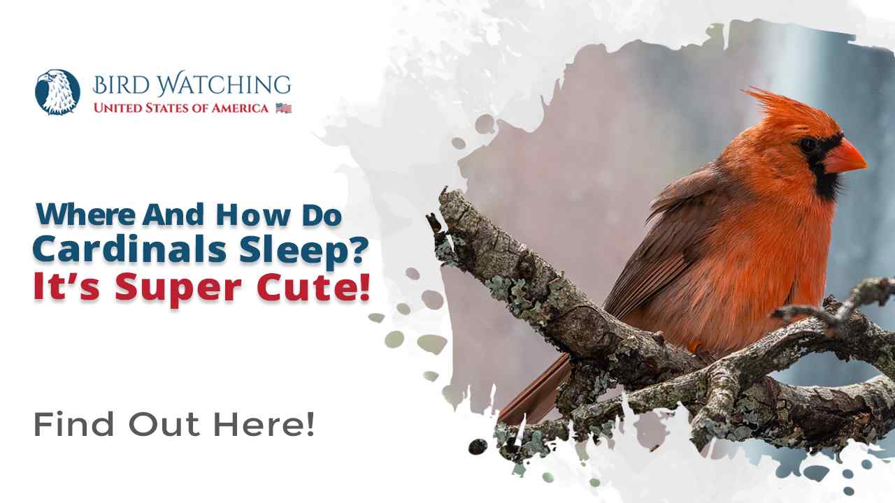 Where and how do cardinals sleep it s super cute 