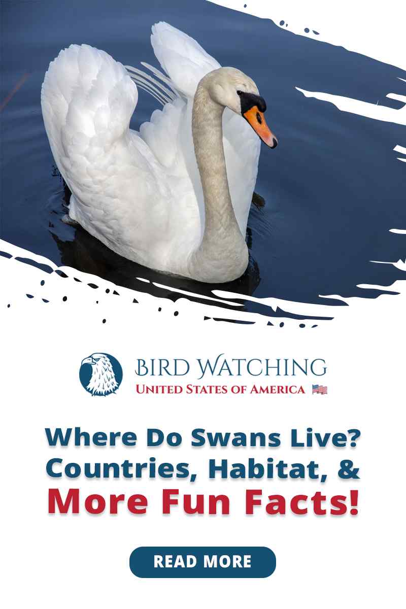 Where Do Swans Live? Countries, Habitat, & More Fun Facts!