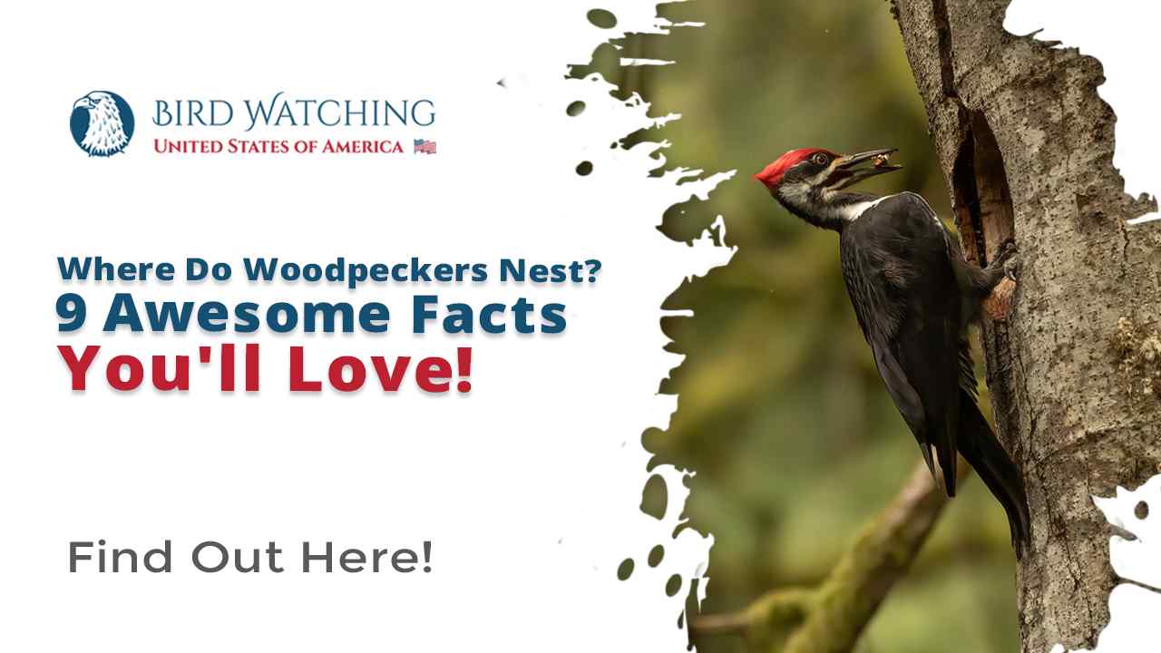 Where Do Woodpeckers Nest? 9 Awesome Facts You'll Love!