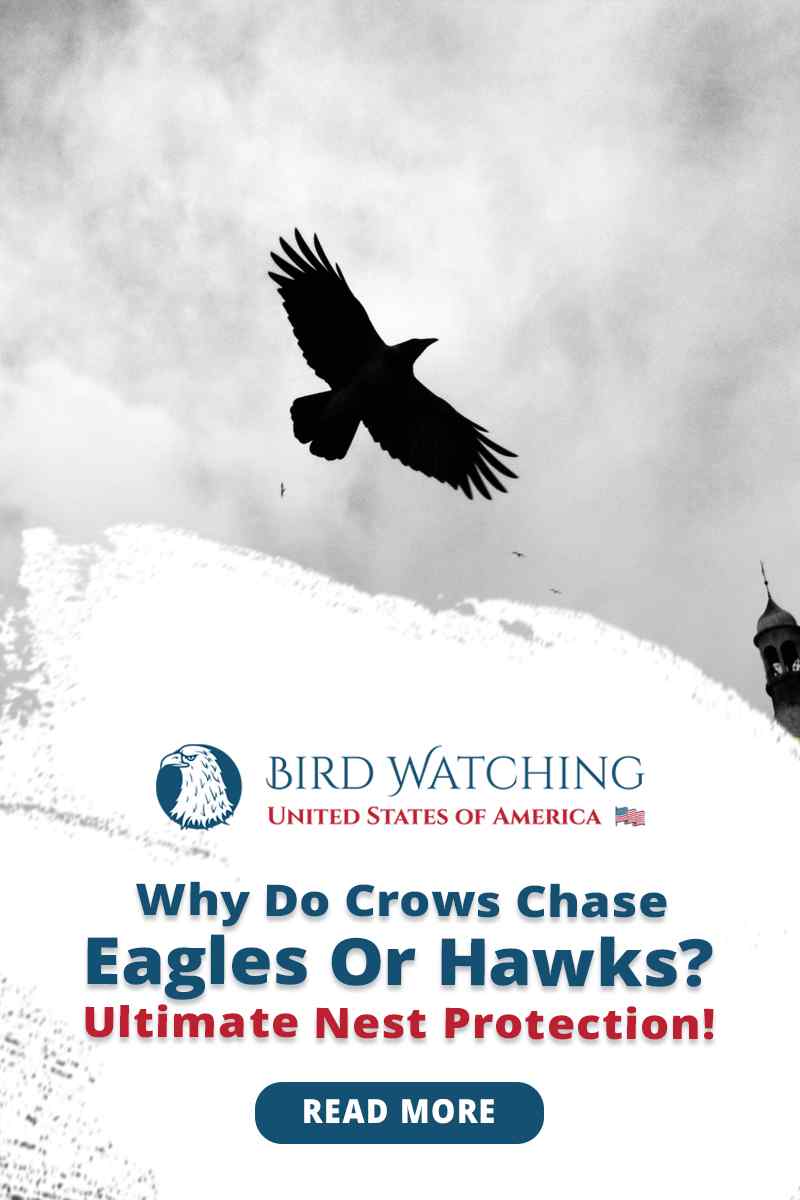 Why Do Crows Chase Eagles Or Hawks? Ultimate Nest Protection!