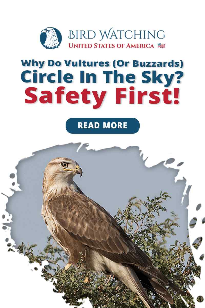Why Do Vultures Circle in The Sky? Safety First!