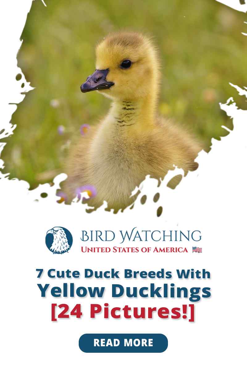 7 Cute Duck Breeds with Yellow Ducklings [24 Pictures!]
