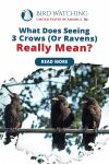 What Does Seeing 3 Crows (Or Ravens) Really Mean? Thumbnail