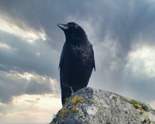 What Does Seeing 3 Crows (Or Ravens) Really Mean?