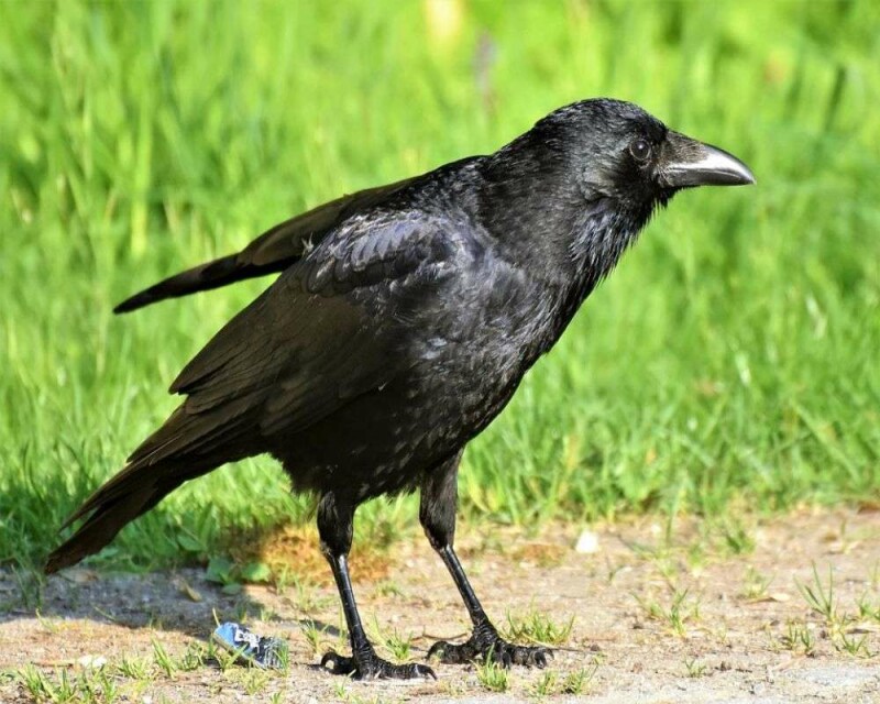 What Does Seeing 3 Crows (Or Ravens) Really Mean?