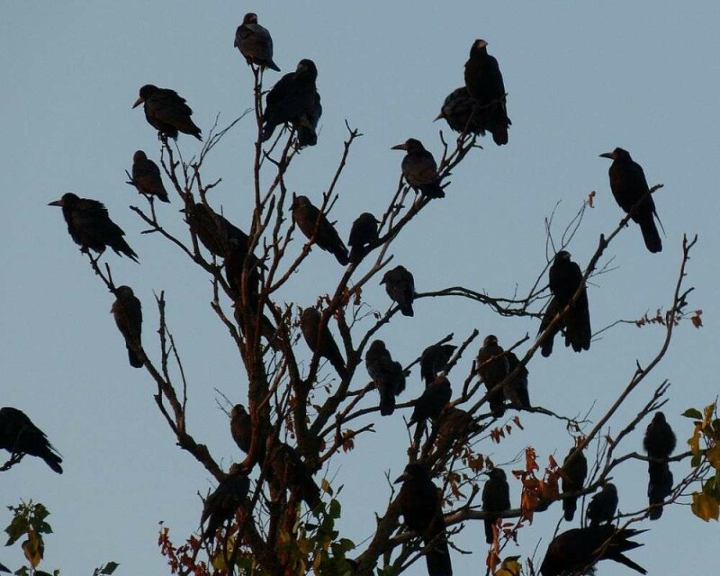 What Does Seeing 3 Crows (Or Ravens) Really Mean?